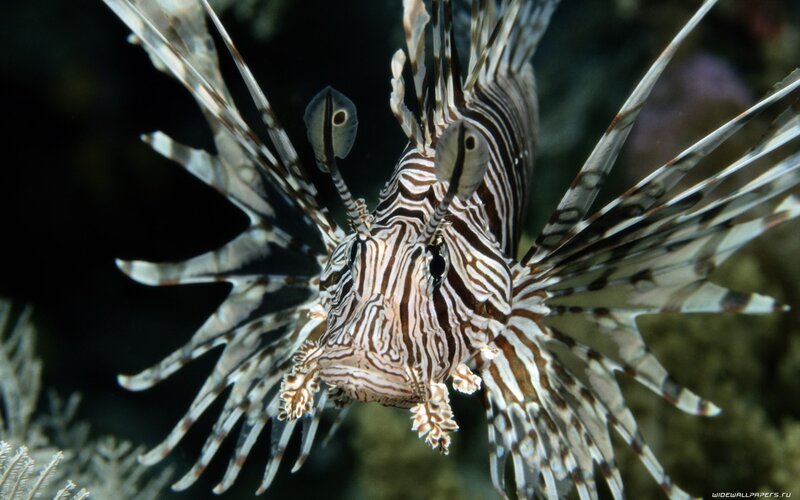 Striped Lionfish — Brown, Dramatic