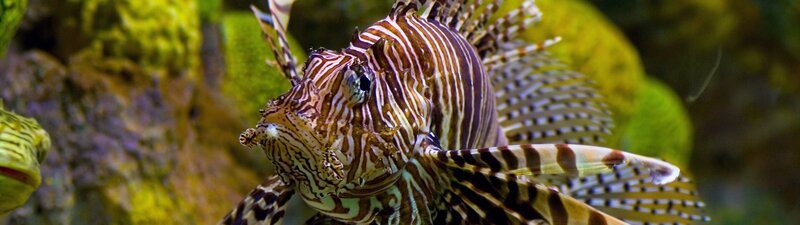 Striped Lionfish — Brown, Natural