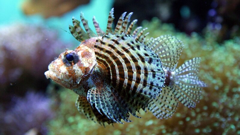 Striped Lionfish — Brown