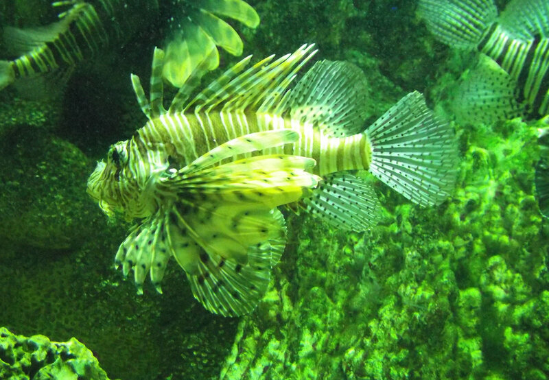 Striped Lionfish — Green
