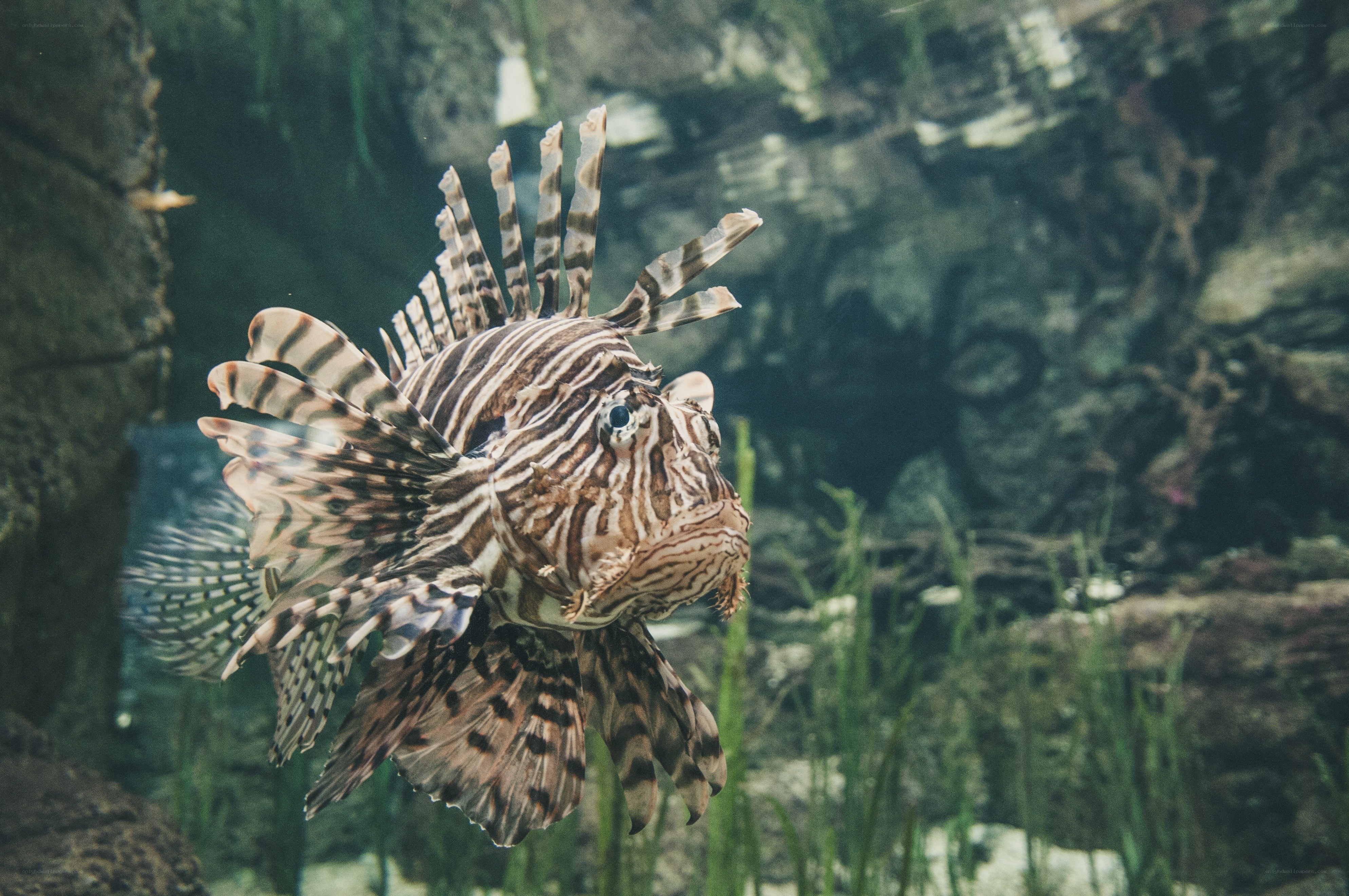 striped lionfish in aquarium