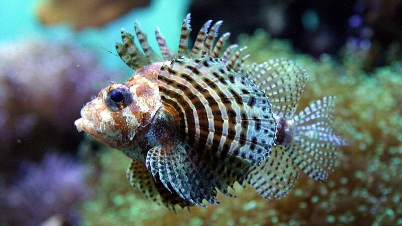 striped lionfish in coral reef