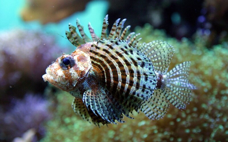 striped lionfish in coral reef
