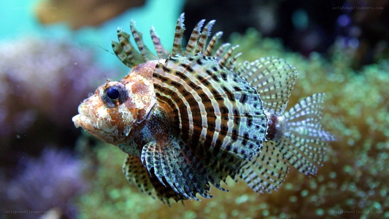 striped lionfish in coral reef