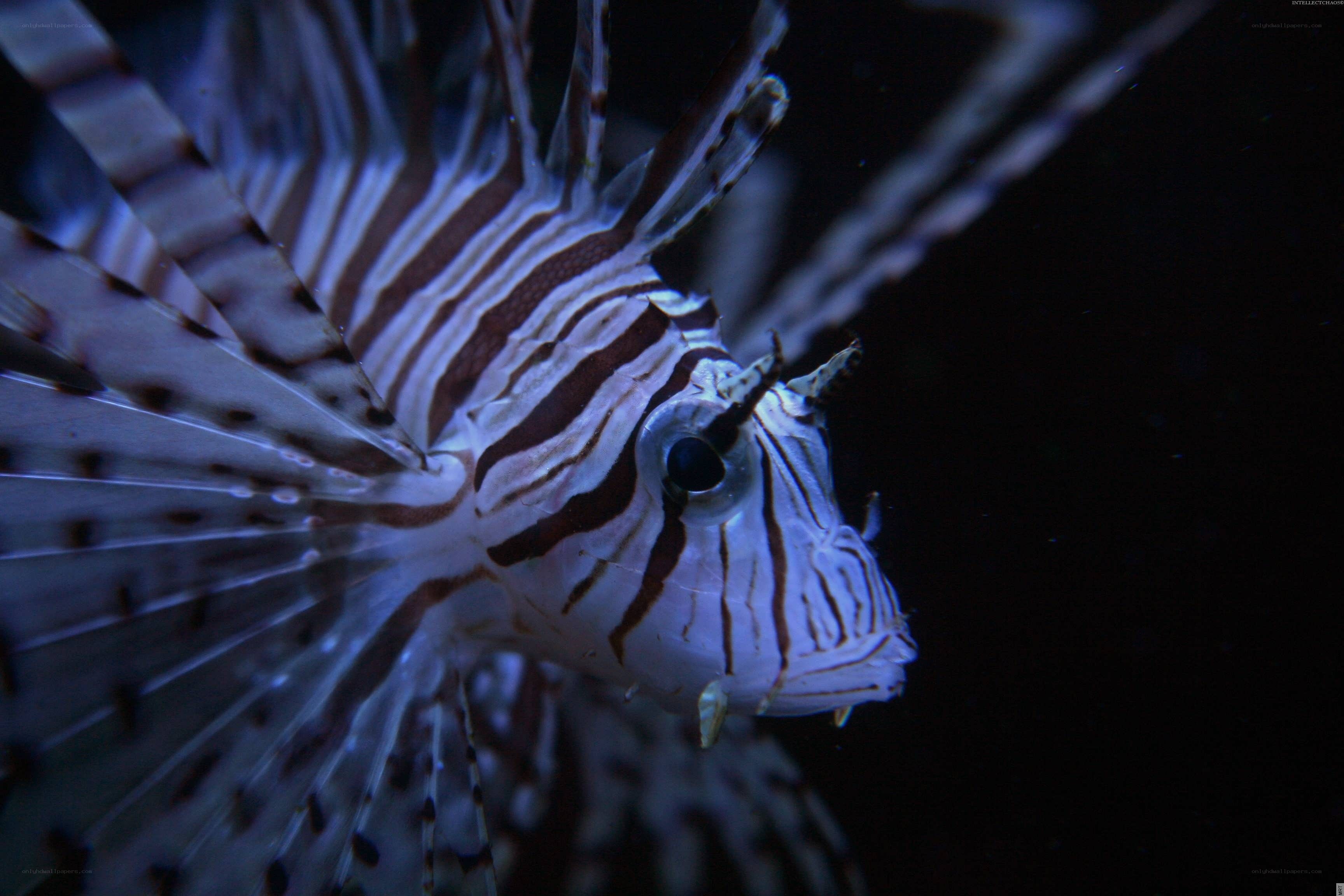 striped lionfish in dark water
