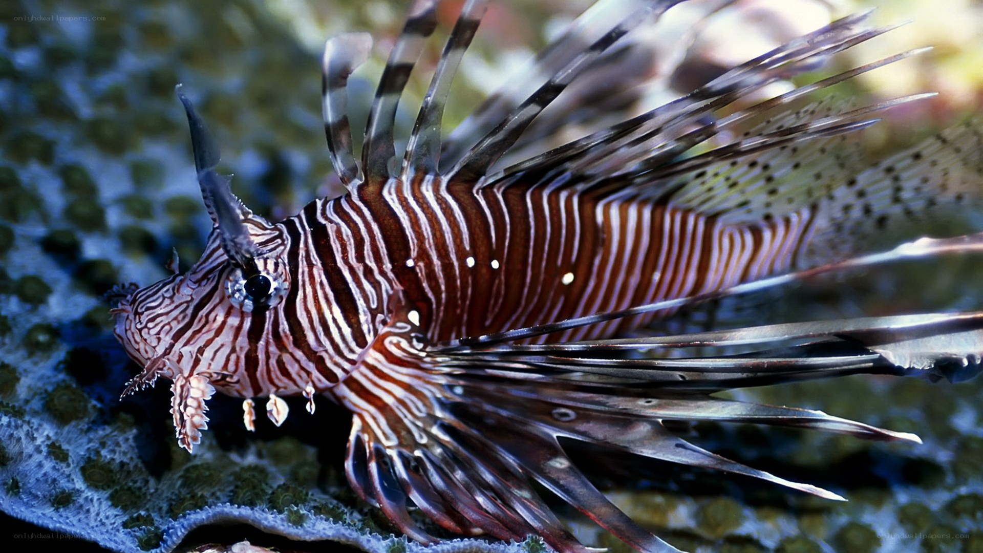 Striped lionfish on coral