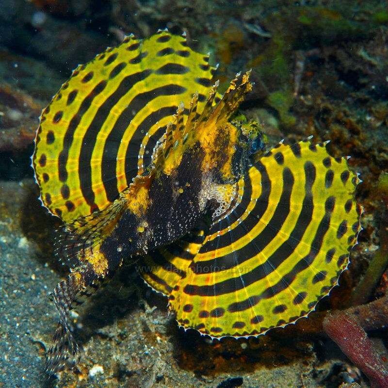 striped lionfish on ocean floor