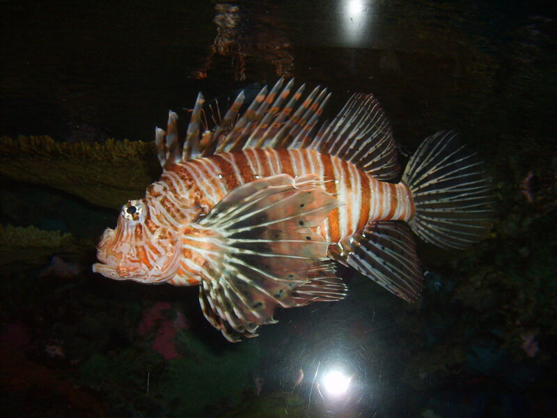 Striped Lionfish — Orange