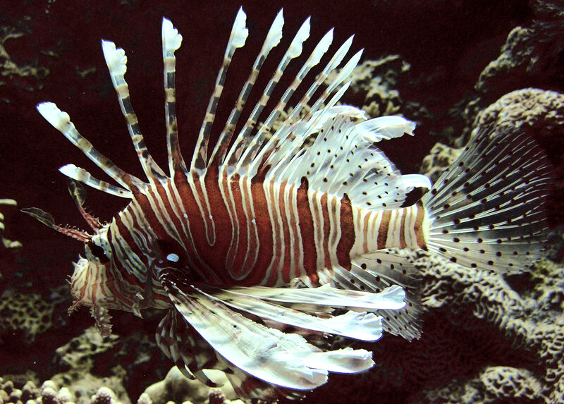 Striped Lionfish — Red
