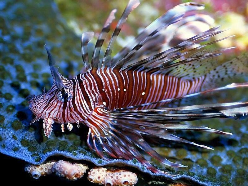 Striped Lionfish — Red, Vibrant