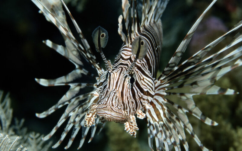 Striped Lionfish