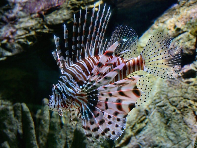 Striped Lionfish — White