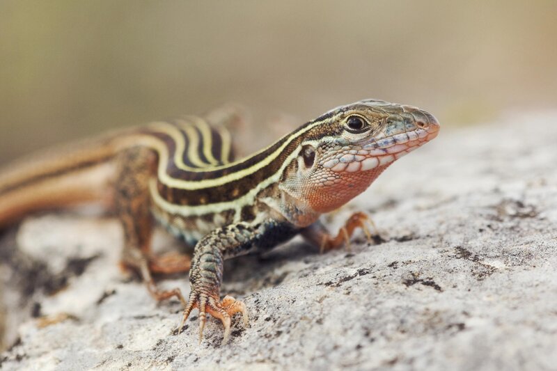 striped lizard on rock