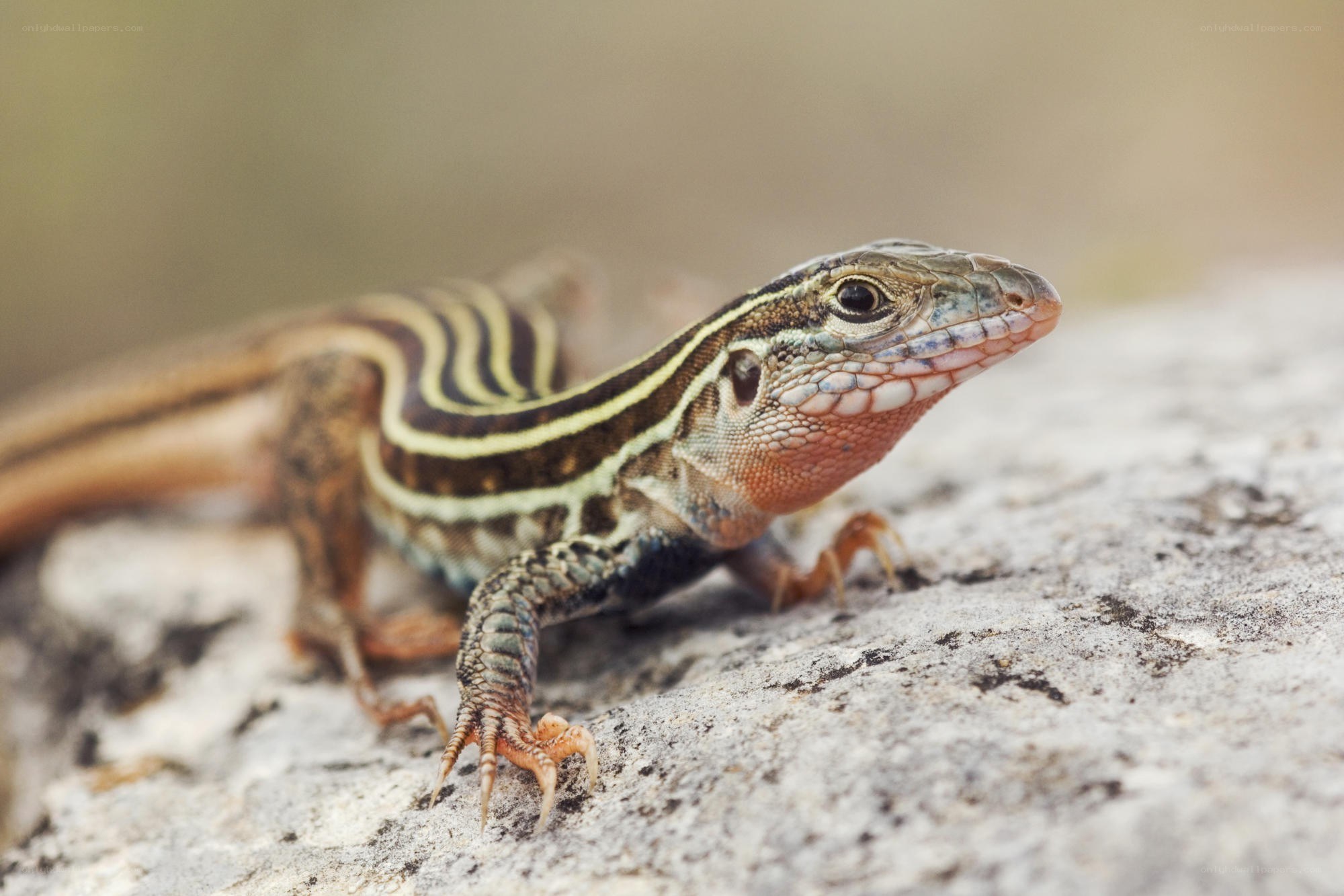 striped lizard on rock