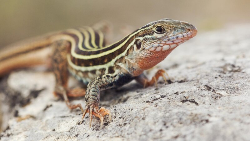 Striped Lizard on Rock — Brown, Calm