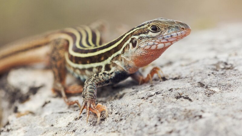 striped lizard on rock