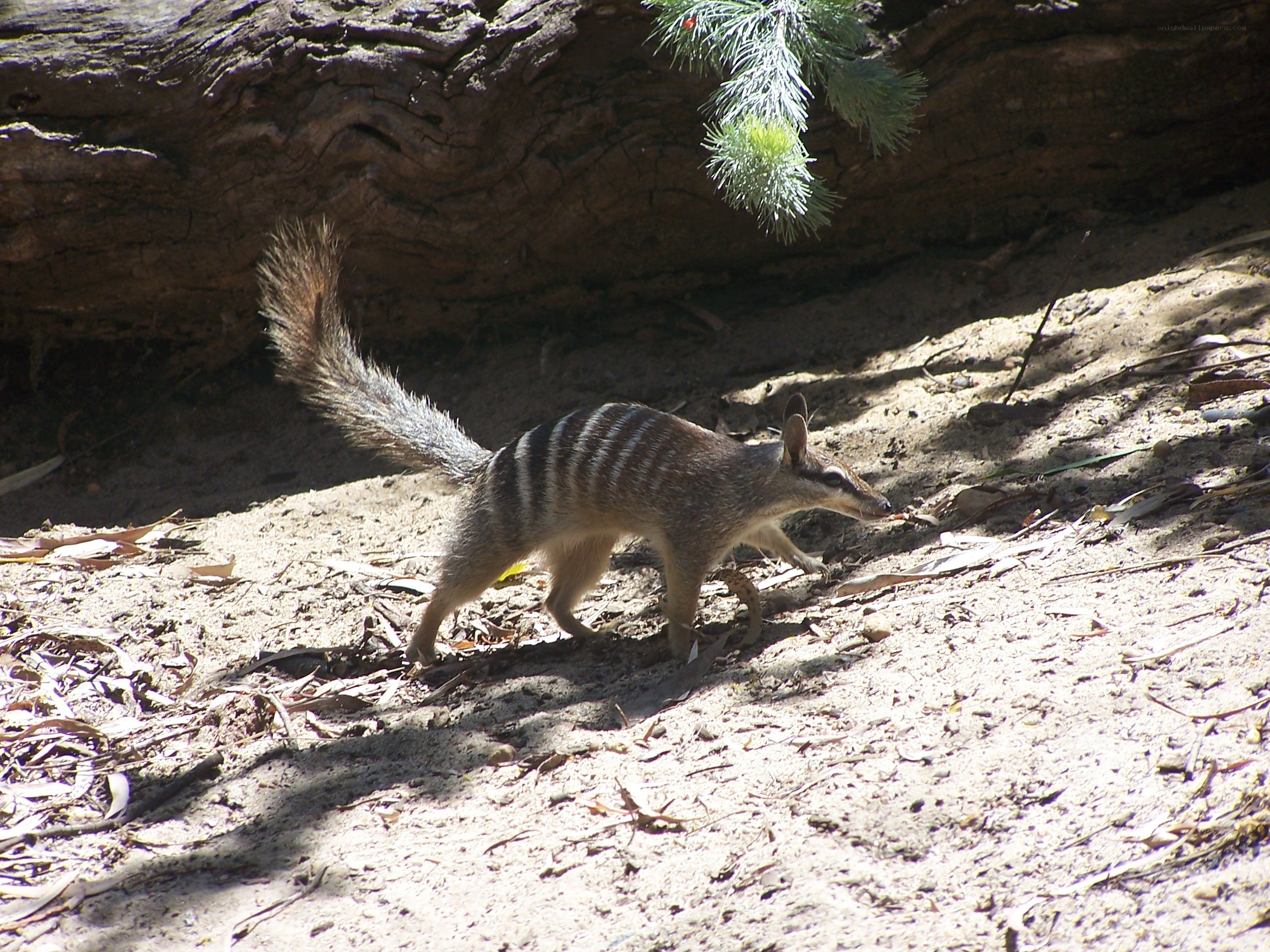 Striped marsupial walking
