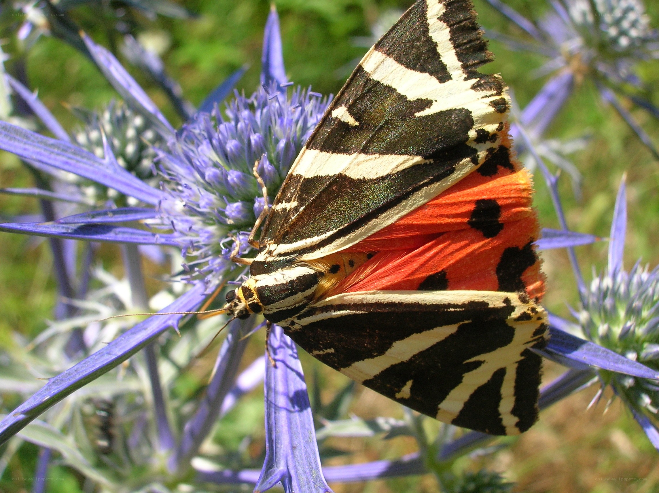 striped moth on blue flower