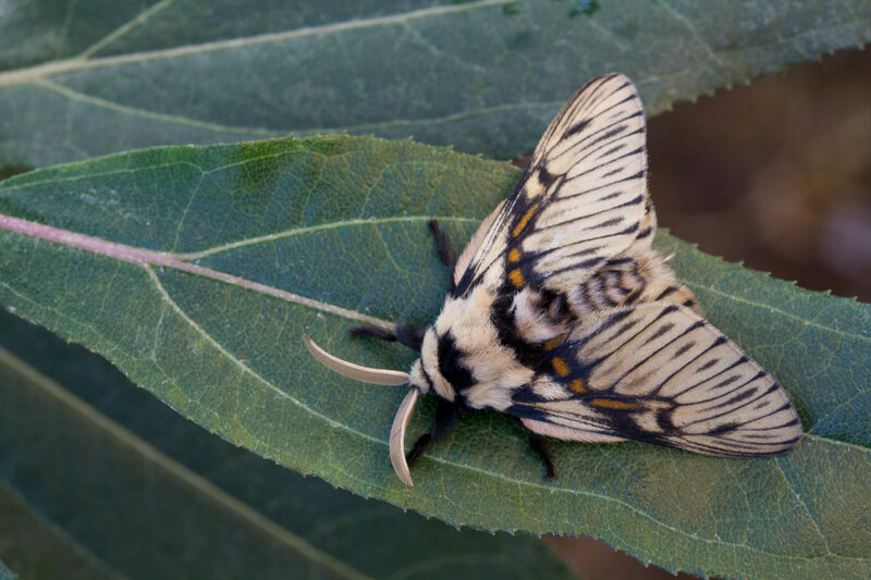 striped moth on green leaf