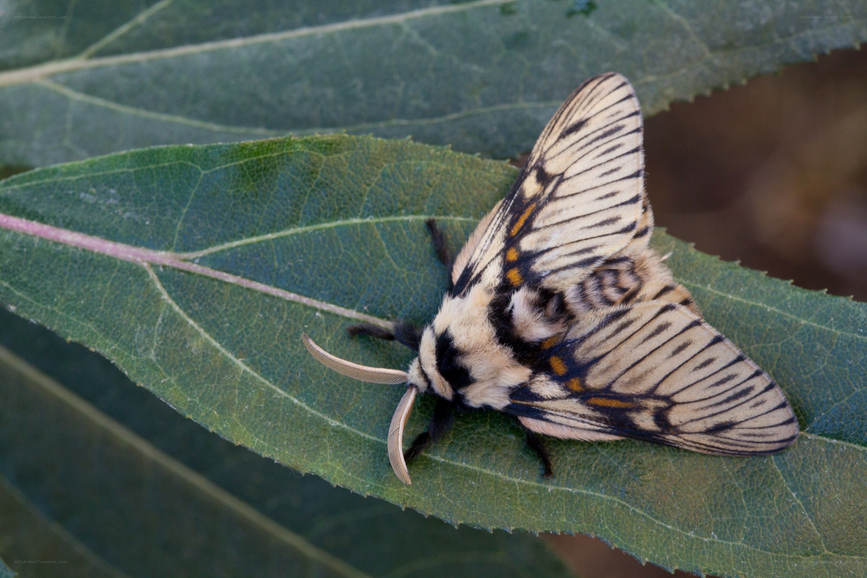 striped moth on green leaf