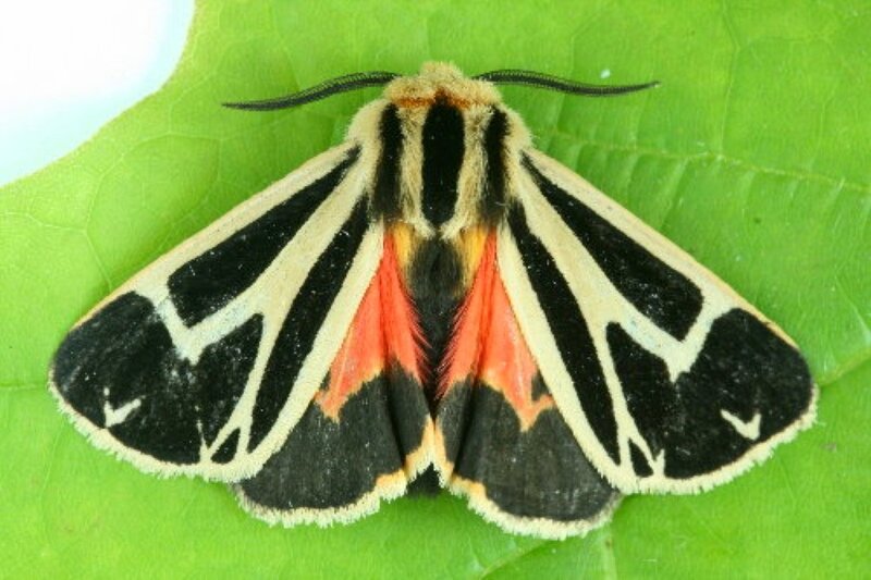 Striped Moth on Leaf