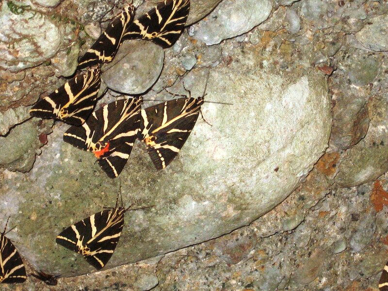 Striped Moths on Rock