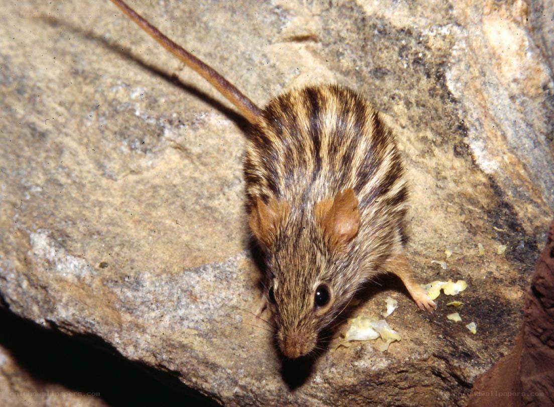 striped mouse on rock