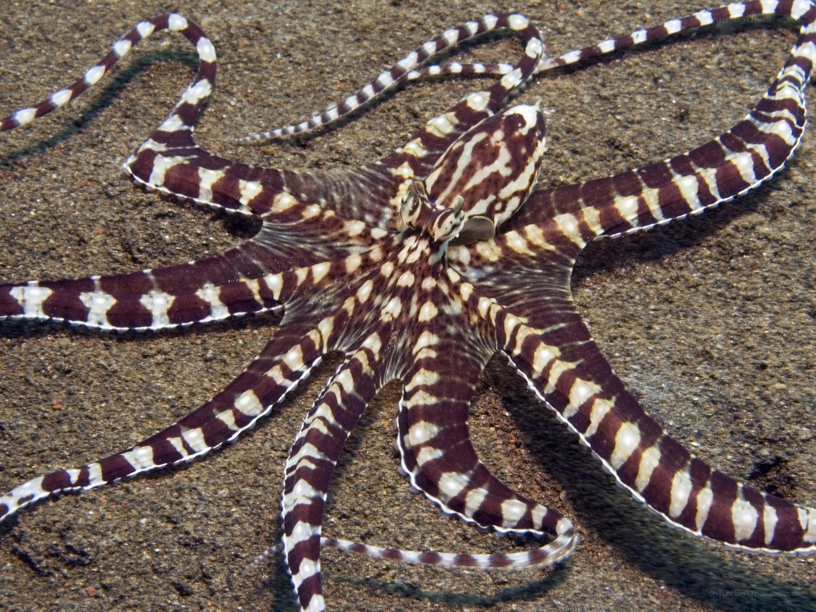Striped octopus on ocean floor