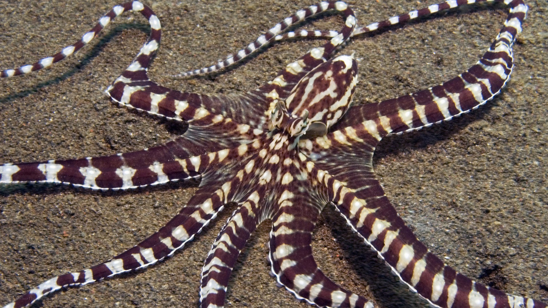 striped octopus on ocean floor
