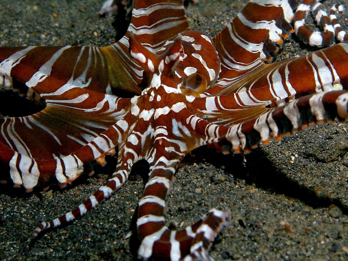 Striped octopus on ocean floor
