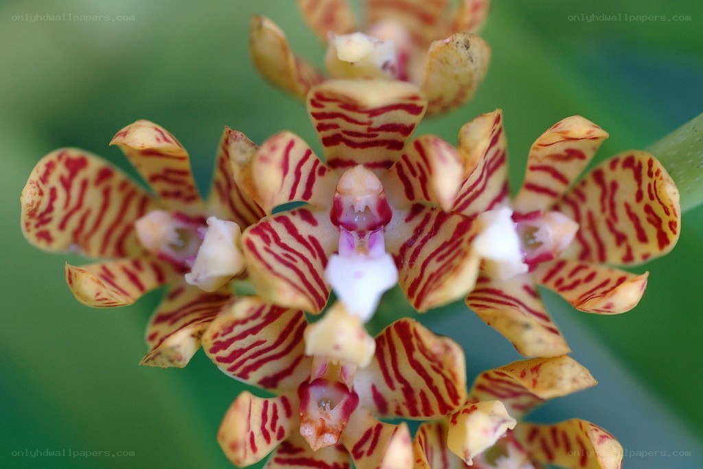 Striped orchid flower cluster