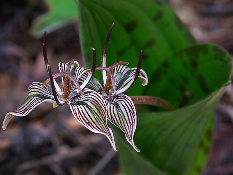 Striped Orchid Flower — Green