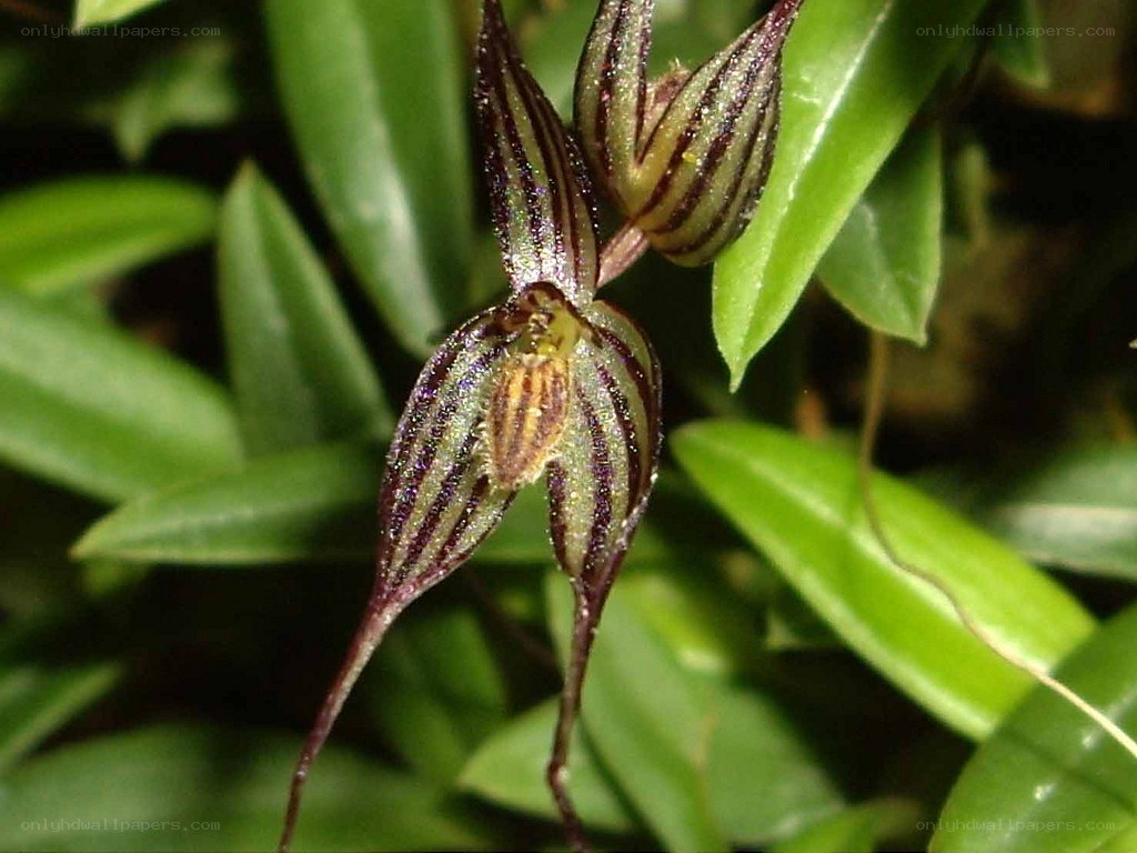 Striped orchid flower