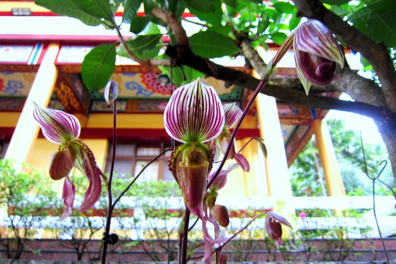 Striped Orchid Flowers