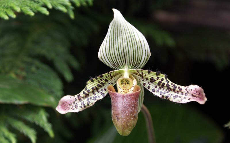 Striped orchid with spotted petals