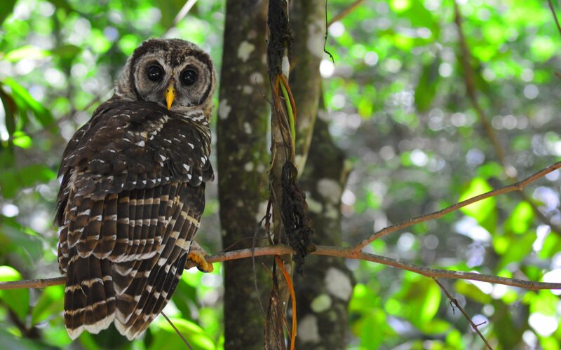 Striped Owl on Branch