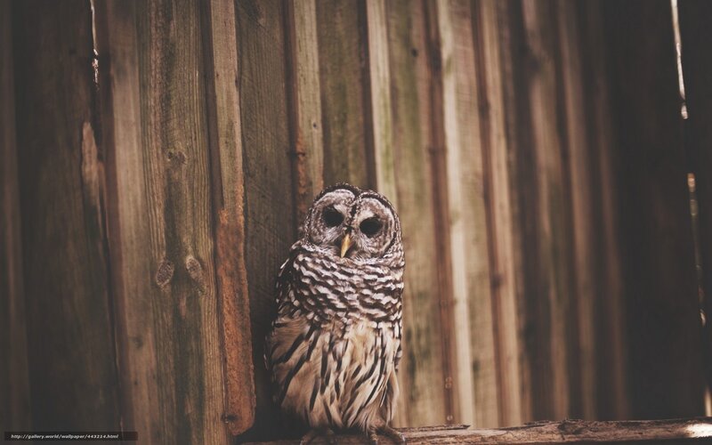 Striped Owl on Wood