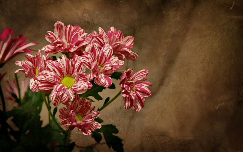 Striped Pink and White Flowers