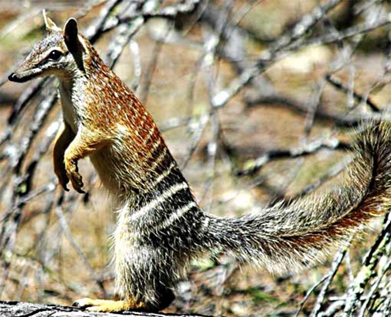 Striped Possum Standing