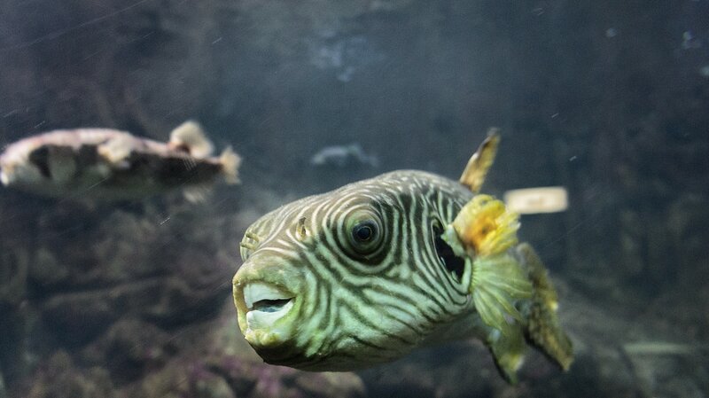 Striped puffer fish in aquarium