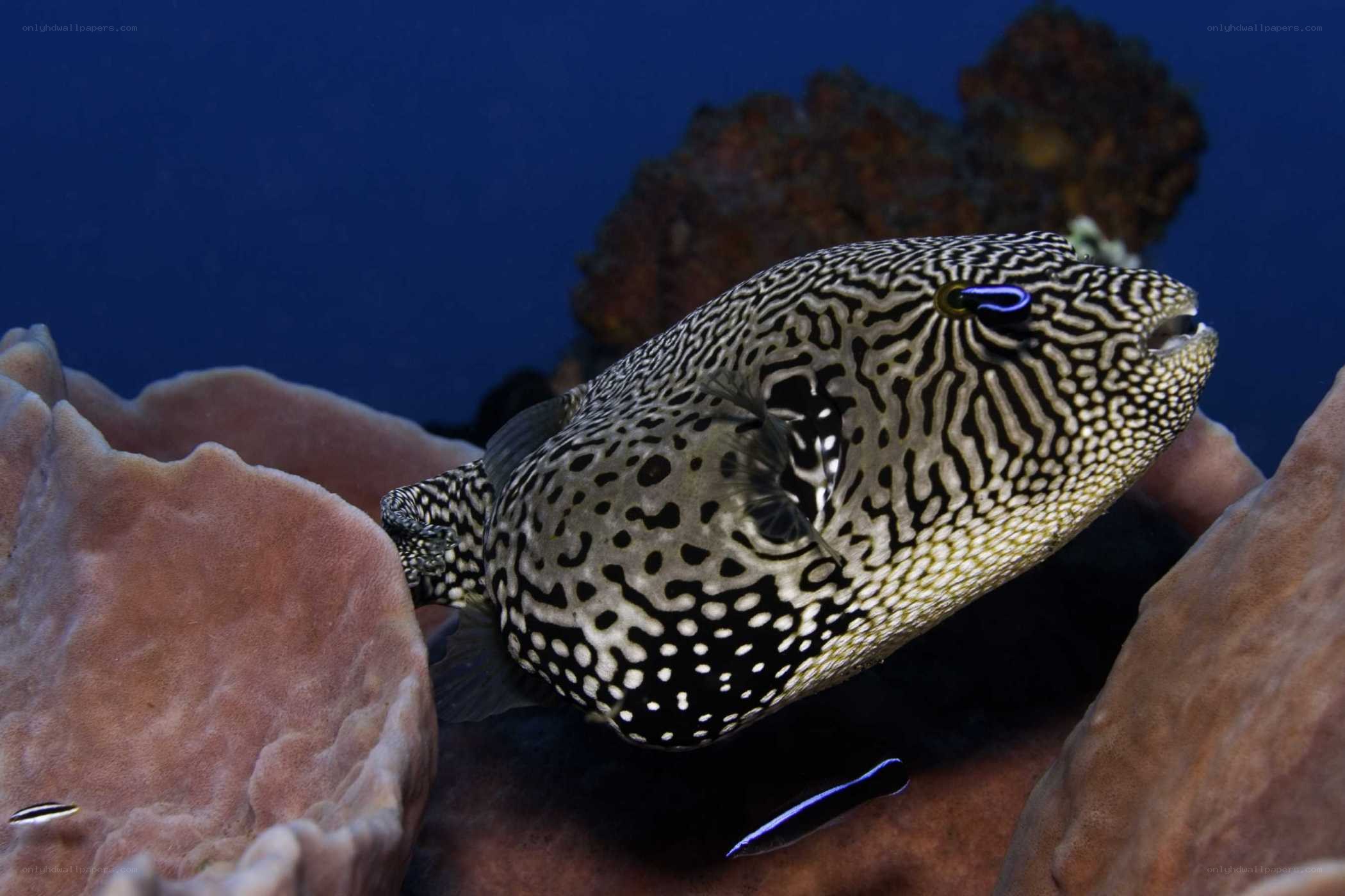 striped puffer fish in coral