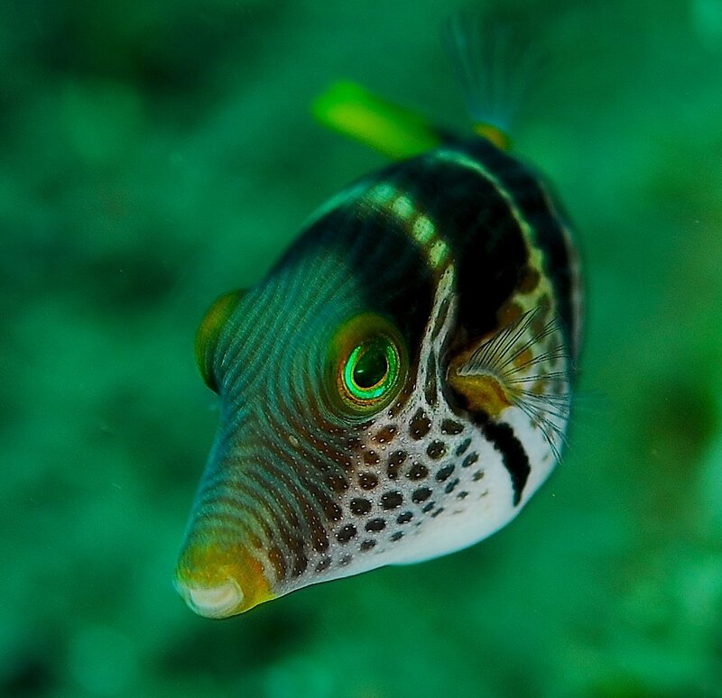Striped Puffer Fish