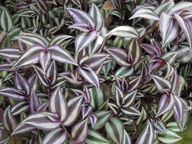 Striped Purple and Green Leaves — Calm