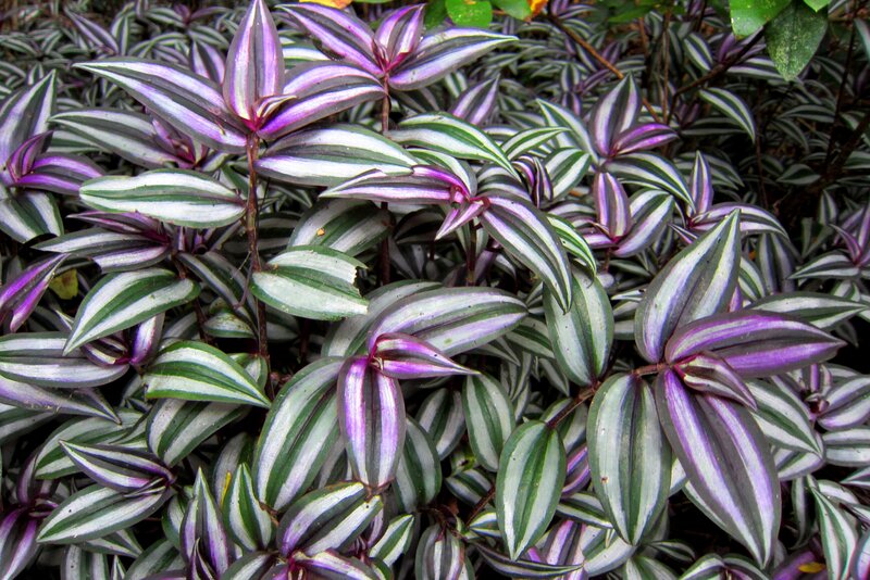 Striped Purple and Green Leaves