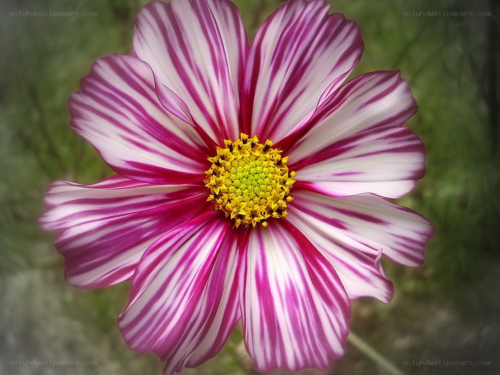 striped purple and white flower
