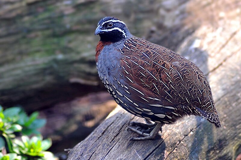 Striped Quail on Log