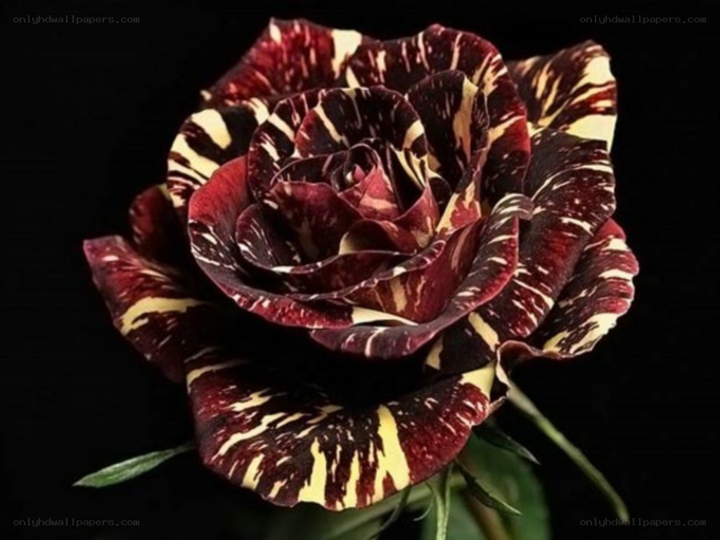 striped red and yellow rose