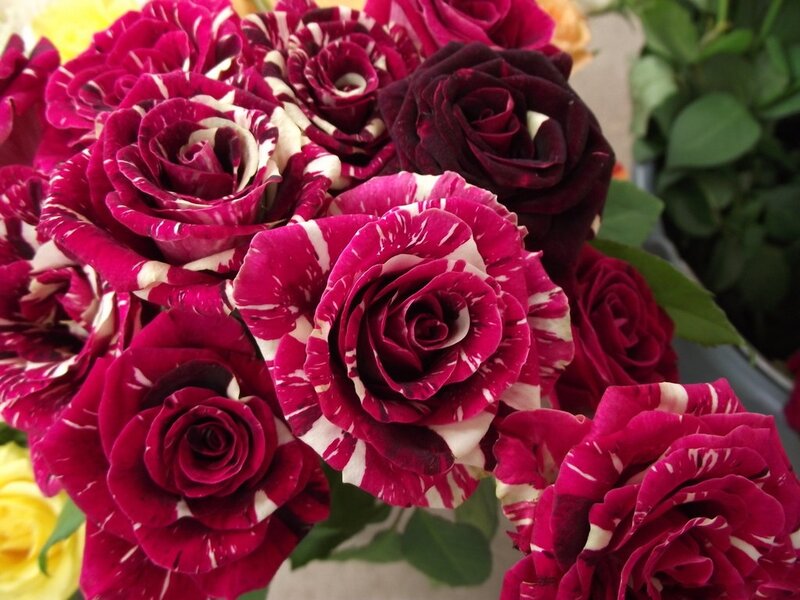 Striped Red Roses