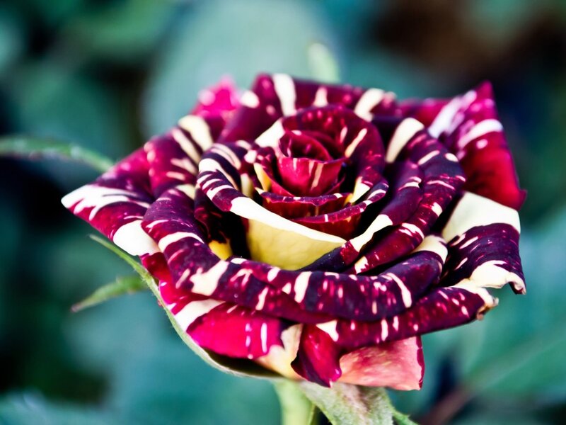 Striped Rose Flower — Purple, Calm