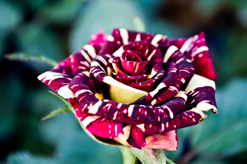 Striped Rose Flower — Purple